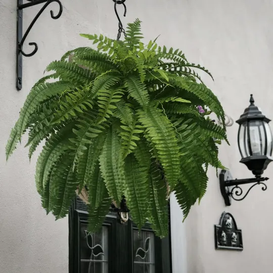 EverLush Fern - Instant Designer Greenery Without Maintenance + 50% OFF - Image 10