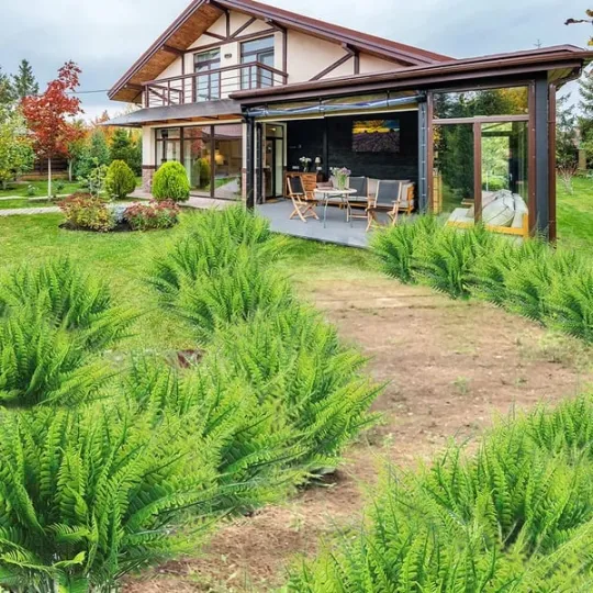 EverLush Fern - Instant Designer Greenery Without Maintenance + 50% OFF - Image 4