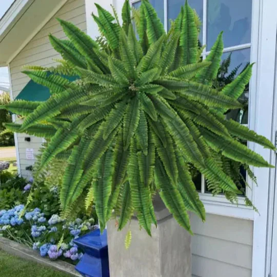 EverLush Fern - Instant Designer Greenery Without Maintenance + 50% OFF - Image 7